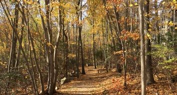 awesome Woods Hiking