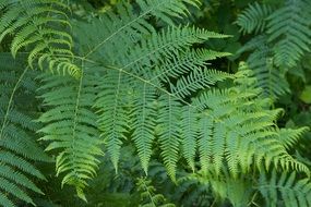 delightful green Fern Leaves