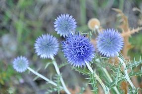 Echinops bannaticus, globe-Thistle, Blue flowers in wild