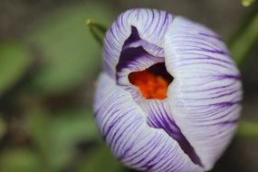 incredibly handsome violet Blossom