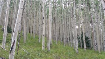 Aspen tree forest