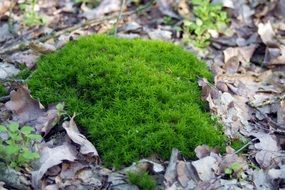 green moss among dry leaves close-up