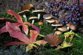 closeup photo of Growing mushrooms in the forest