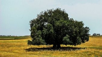lonely tree in the countryside in Cyprus