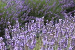 lavender flowers among green grass