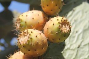 cactus with prickly fruits