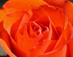 Close-up of the Orange and red gradient Rose