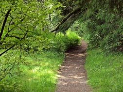 Narrow path in a green forest in Germany