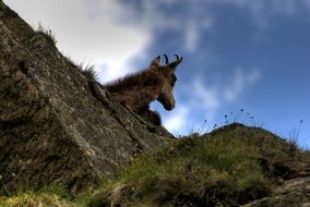 animal rest Tatry Poland Czerwone Wierchy