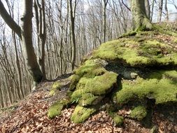 Moss on ground and tree rots at Mountain Forest, germany