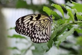 Butterfly Chess Board