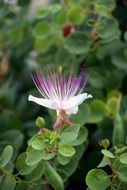 awesome Purple flower