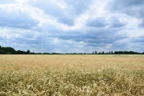 cornfield under the sky with clouds