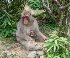 monkey with cub in arashiyama japanese park