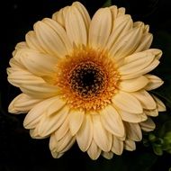 pale yellow gerbera close-up