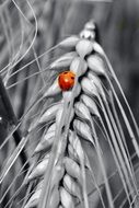 monochrome picture of magnificent small ladybird