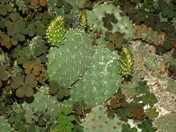 cactus and clover leaves