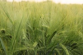 green wheat field with ears of wheat