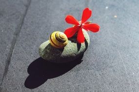 Flower and snail on a stone