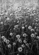 Black And White photo of flower field