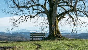 bench near an old tree on a hill