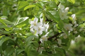 green trees in white flowers in spring