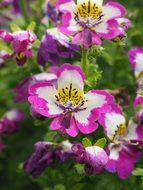schizanthus, decorative purple and white flowers