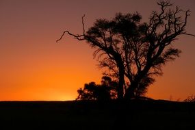 black silhouette of a tree at sunset in a landscape of namibia