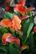 red Calla Flowers among green leaves