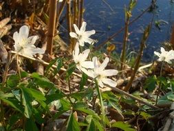 White Spring flowers at water