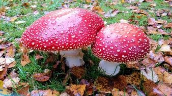 Autumn Mushrooms Red close-up