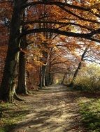 walk path beneath trees in Autumn Forest