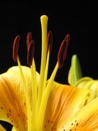 Pyrenees lily flower blossoms
