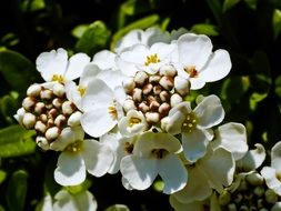 closeup picture of Candytuft or Iberis flowers