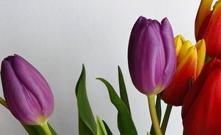 orange purple and red tulips