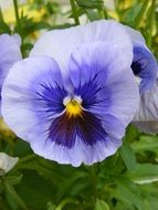 pansy flower in a garden