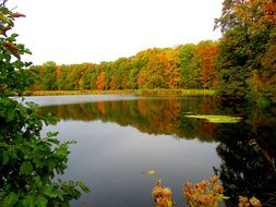 Landscape with the lake in the forest