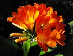 Natal Lily Flower