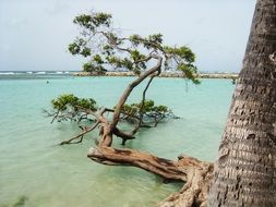 Landscape with the trees on the island