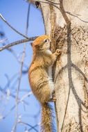 closeup photo of red squirrel on a tree in a natural environment