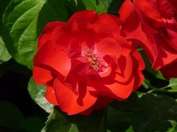 red flower with green leaves close-up