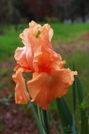 orange iris in the garden