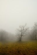 trees in autumn forest in fog