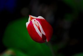 Macro photo of white and red tulip flower