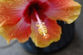 Hibiscus Flower in a garden