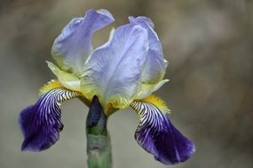 macro photo of Iris Lily Blossom