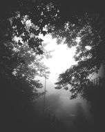Retro Street lantern in mist among branches