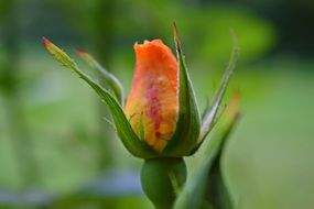 Close-up of the beautiful orange and red Rose flowers with colorful leaves