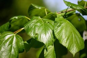 Leaves Shrubs