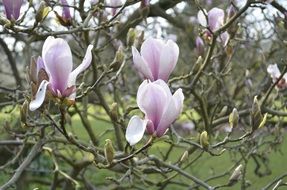 Beautiful blooming magnolia flowers